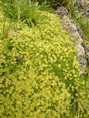 Cherleria sedoides