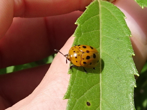 Argus Tortoise Beetle photo 3