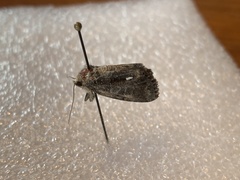 Insecta