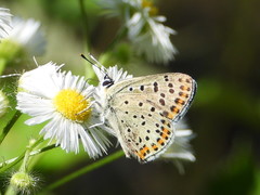 Lycaena tityrus