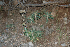 Ptilostemon hispanicus