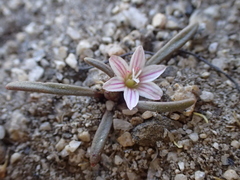 Lewisia pygmaea