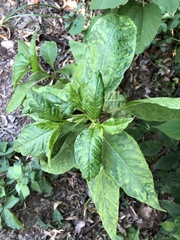 Pokeweed mosaic virus