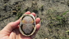 Kinosternon subrubrum hippocrepis