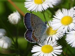 Plebejus