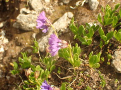 Primula glutinosa