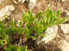 Primula glutinosa