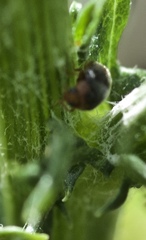 Scymnus rubromaculatus