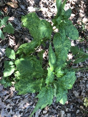 Pokeweed mosaic virus
