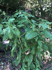 Pokeweed mosaic virus