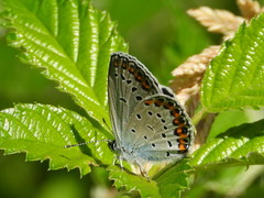 Plebejus