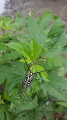 Plectrodera scalator