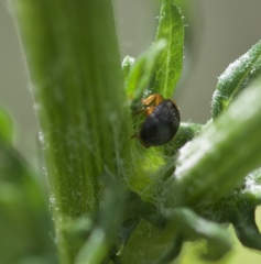 Scymnus rubromaculatus