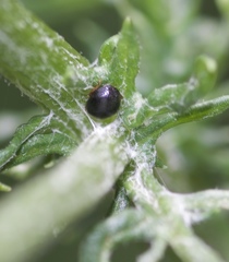 Scymnus rubromaculatus