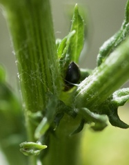 Scymnus rubromaculatus