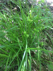 Carex lurida