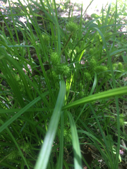 Carex lurida