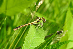 Ophiogomphus rupinsulensis