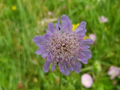 Knautia arvensis