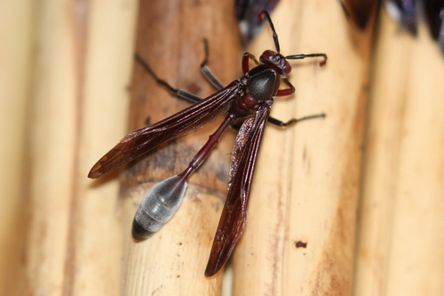 Belonogaster juncea