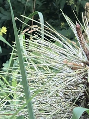 Chionaspis pinifoliae