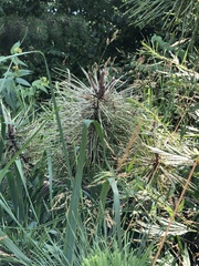 Chionaspis pinifoliae