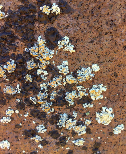 iNaturalist observation photo of Orange Rock Posy