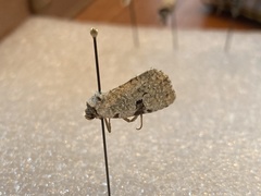 Insecta