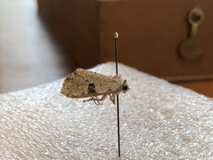 Insecta