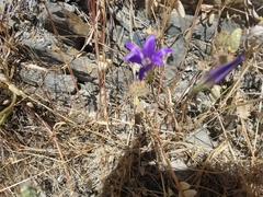 Brodiaea