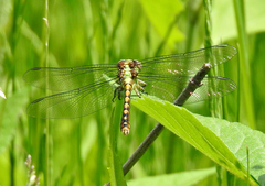 Ophiogomphus rupinsulensis