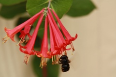 Xylocopa tabaniformis parkinsoniae