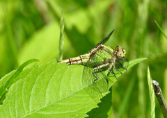 Ophiogomphus rupinsulensis