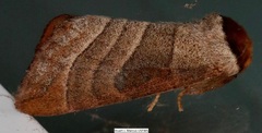 Datana integerrima