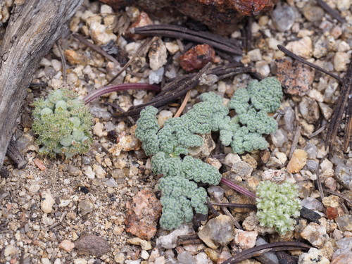 Image of Oreonana clementis by (c) Nina House, some rights reserved (CC BY)