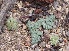 Oreonana clementis