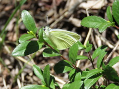 Pieris marginalis pallidissima