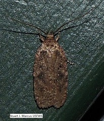 Agonopterix argillacea