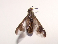 Chrysops aberrans