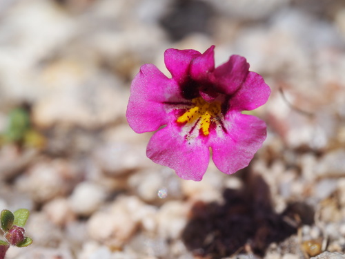 Thompson's monkeyflower (Diplacus thompsonii)