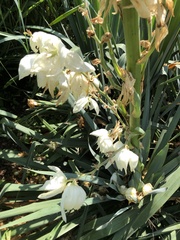 Caplothorax melanopterus