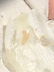 Caplothorax melanopterus