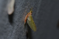 Stenacron interpunctatum interpunctatum