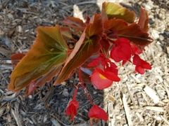 Begonia cucullata