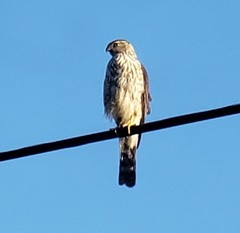 Accipiter cooperii
