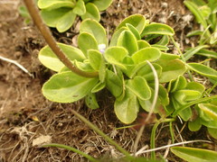 Veronica bellidioides