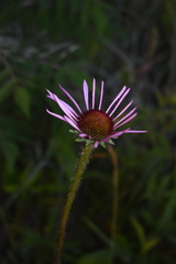 Echinacea pallida