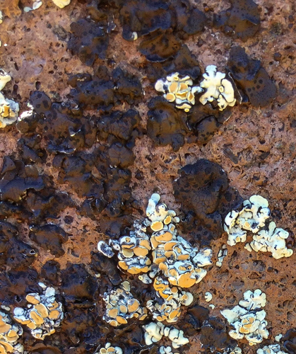 iNaturalist observation photo of Emery Rocktripe Lichen