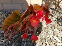 Begonia cucullata