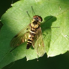 Chrysopilus fasciatus